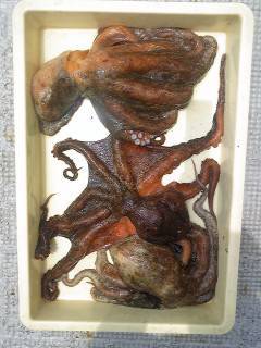 沖一文字1番でタコ1～1.8キロの釣果