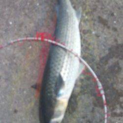 須磨でダンゴ釣り、ボラに悩まされました…