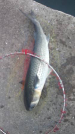 須磨でダンゴ釣り、ボラに悩まされました..…