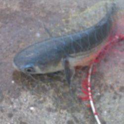 須磨でダンゴ釣り、ボラに悩まされました…