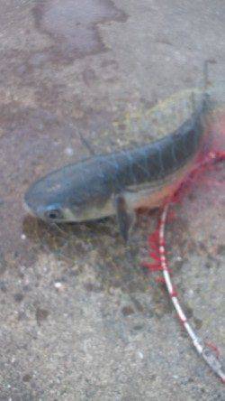 須磨でダンゴ釣り、ボラに悩まされました…