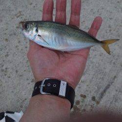 炬口でカゴ釣り　イイ型のアジが釣れました