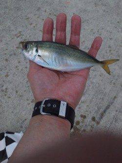 炬口でカゴ釣り　イイ型のアジが釣れました