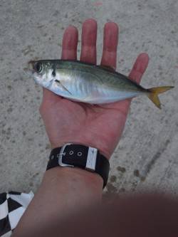 炬口でカゴ釣り　イイ型のアジが釣れました