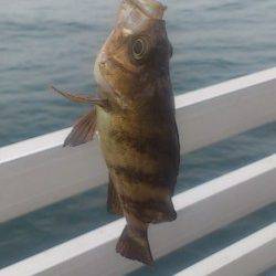 新浜漁港アナゴ・クジメ・ガシラなど多彩な釣果で楽しめました