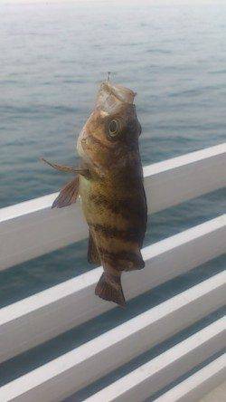 新浜漁港アナゴ・クジメ・ガシラなど多彩な釣果で楽しめました