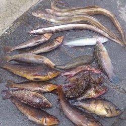 新浜漁港アナゴ・クジメ・ガシラなど多彩な釣果で楽しめました