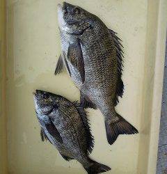 岸和田沖一文字　紀州釣り釣果　チヌ〜37cm