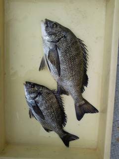 岸和田沖一文字　紀州釣り釣果　チヌ〜37c…