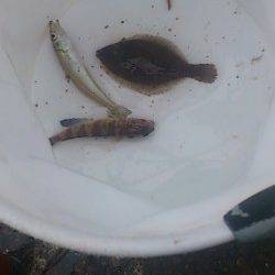 兵突で投げ釣り楽しんできました〜ウミタナゴ・キス・カレイ