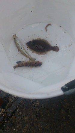 兵突で投げ釣り楽しんできました〜ウミタナゴ・キス・カレイ