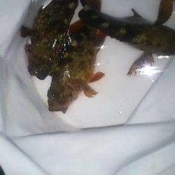 兵突でちょい投げ〜キス狙いでしたが釣れたのはガッシー3兄弟