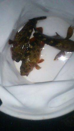 兵突でちょい投げ〜キス狙いでしたが釣れたのはガッシー3兄弟