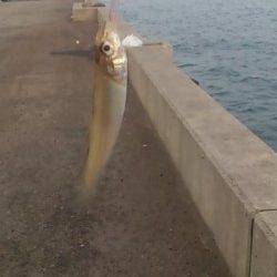 1hだけ兵突にて投げ釣り〜なんとかキスが釣れました