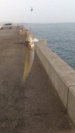 1hだけ兵突にて投げ釣り〜なんとかキスが釣…