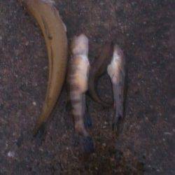 仕事終わりに1時間ほど釣りでリフレッシュ　兵庫突堤の投げ釣り