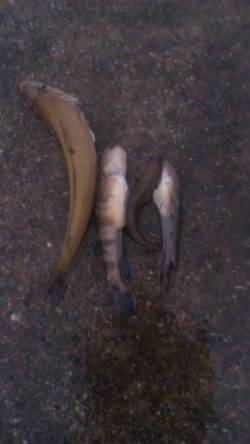 仕事終わりに1時間ほど釣りでリフレッシュ　兵庫突堤の投げ釣り