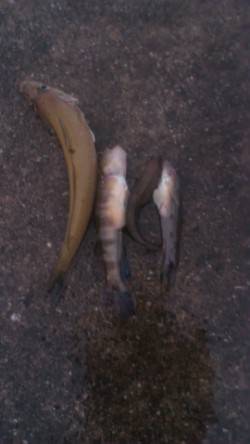 仕事終わりに1時間ほど釣りでリフレッシュ　…