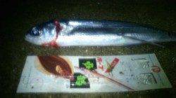 新浜漁港の投げ釣りでトビウオ! 明るくなってからはタコ狙い