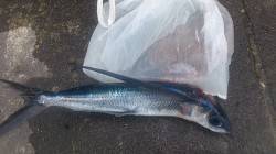 新浜漁港の投げ釣りでトビウオ！ 明るくなっ…