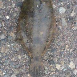 兵庫突堤　投げ釣りで24cmの肉厚カレイ　アナゴも