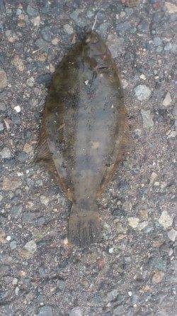 兵庫突堤　投げ釣りで24cmの肉厚カレイ　アナゴも