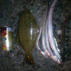 兵庫突堤　投げ釣りで24cmの肉厚カレイ　アナゴも