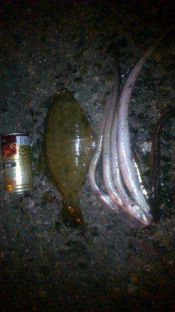 兵庫突堤　投げ釣りで24cmの肉厚カレイ　アナゴも