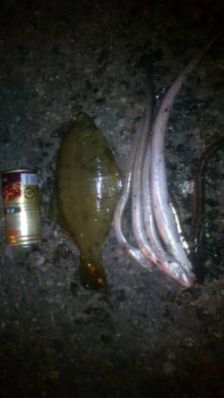 兵庫突堤　投げ釣りで24cmの肉厚カレイ　…