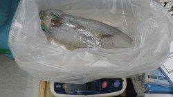 日置地磯でのアオリイカの釣果〜1800g&1010g