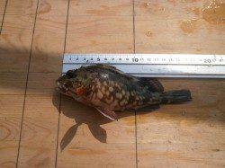 大阪南港魚つり園 全体にイワシが回遊♪ アジやサッパも○