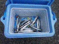 大阪南港魚つり園のカタクチイワシ釣果