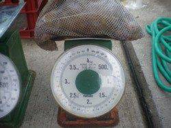 姫路市立遊漁センター タコ2.4kgやグレ30cmの釣果