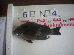 姫路市立遊漁センター タコ2.4kgやグレ30cmの釣果