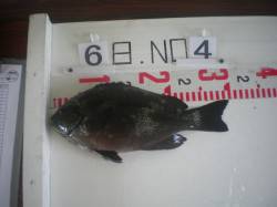 姫路市立遊漁センター タコ2.4kgやグレ…