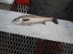 尼崎市立魚つり公園 アオイソメのズボ釣りでスズキ64cm