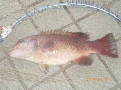 姫路市立遊漁センター　探り釣りでコブダイの…