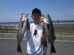 絶好の釣り日和!ガシラにタコにハネ!