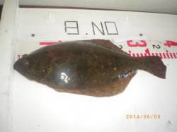 姫路市立遊漁センター、シラサを使った探り釣…