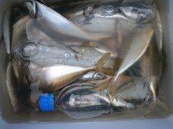 大阪南港魚つり園にてグレ・サッパ・アジ・イワシ