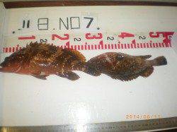 姫路市立遊漁センター 探り釣りでアコウ30cm