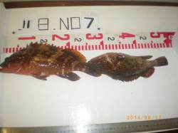 姫路市立遊漁センター　探り釣りでアコウ30…