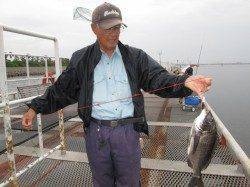 尼崎市立魚つり公園 落とし込みでチヌ3枚