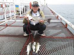 尼崎市立魚つり公園のハネ・セイゴ〜10時頃…