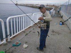 大阪南港魚つり園サビキのアジ午前中に釣れていました