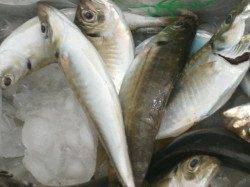 大阪南港魚つり園サビキのアジ午前中に釣れていました