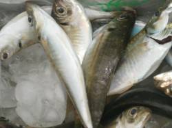 大阪南港魚つり園サビキのアジ午前中に釣れて…