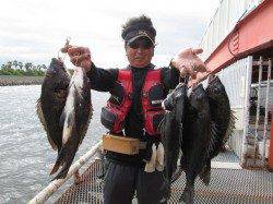 尼崎市立魚つり公園　イガイの落とし込みでチヌ〜50.5cm5枚