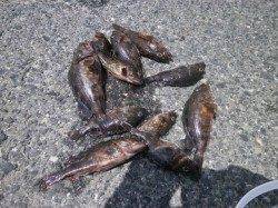 大阪南港魚つり園 ガシラ・サッパ・イワシの釣果