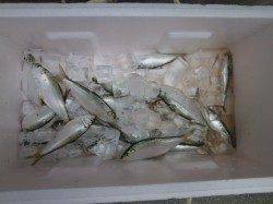 大阪南港魚つり園 ガシラ・サッパ・イワシの釣果